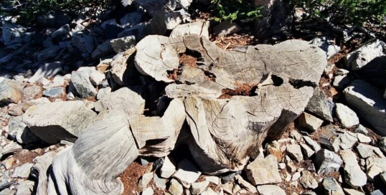 Самое древнее дерево на Земле прожило 4900 лет: затем ученый срубил его (видео)»>