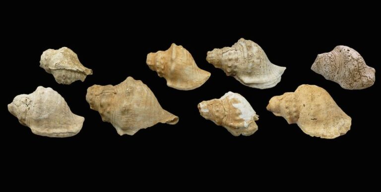 Соревновались громкостью с сиренами: 6000-летние ракушки-трубы поразили ученых (фото)»>