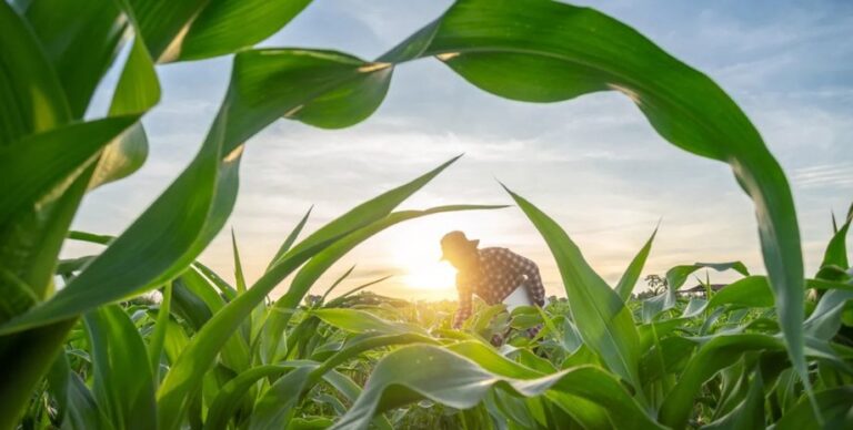 Только одна страна в мире может самостоятельно себя прокормить: как ей это удается»>