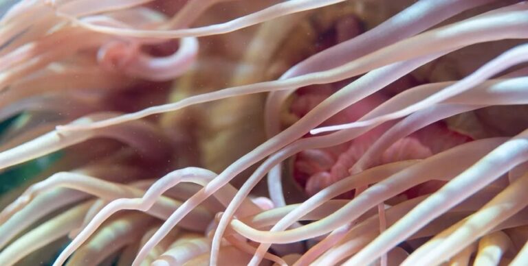 В центре Тихого океана найдена жизнь, которой тут быть не должно: как она оказалась здесь»>