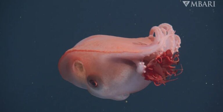 В морских глубинах замечен живой семирукий монстр: за последние 40 лет его видели лишь четырежды»>