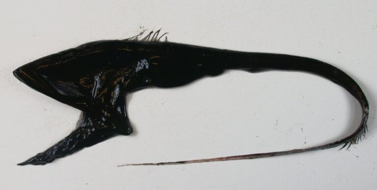 В океане скрывается хищник с пастью, в разы больше, чем тело: прячется на глубине до 5 км (видео)»>