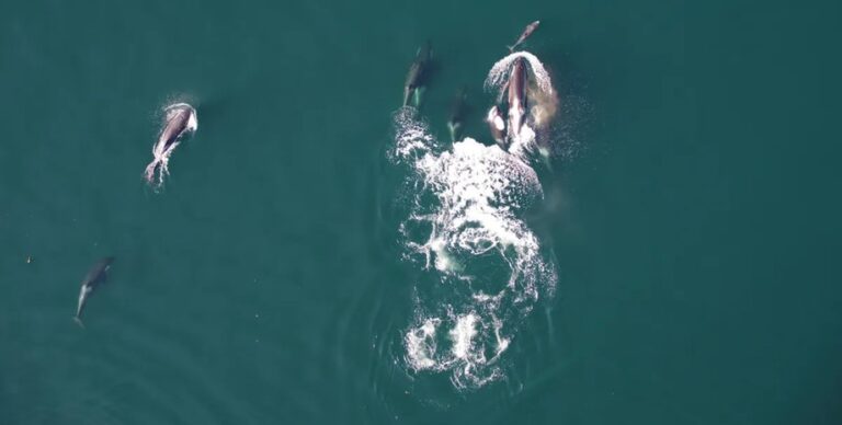 Впервые в истории косатки и дельфины охотились сообща: у лососей не было шанса (видео)»>