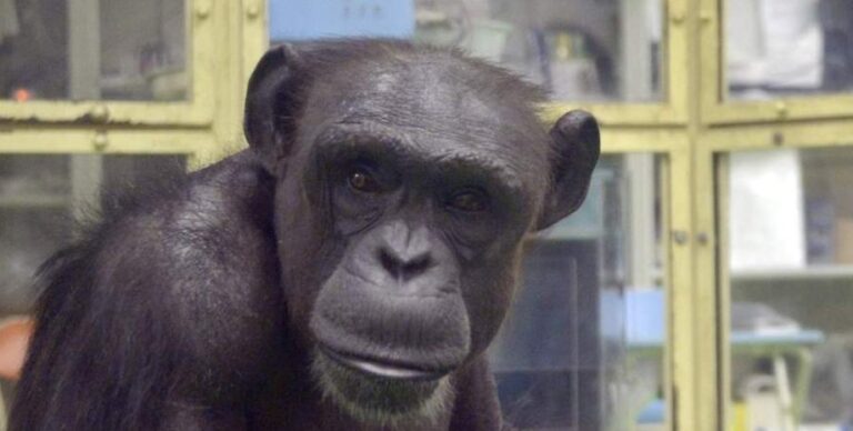 Читала на китайском и английском: кем была 49-летняя шимпанзе, которая недавно умерла (фото)»>