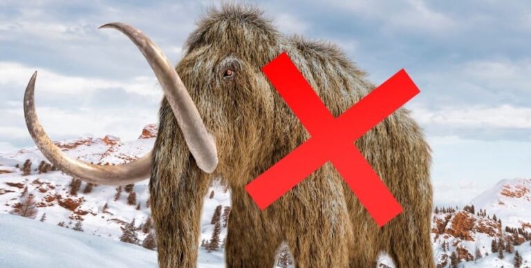 Кости мамонта, хранившиеся в музее 75 лет, оказалось принадлежат неожиданному животному (фото)»>