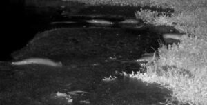 Необычное зрелище: голодные сомы у побережья Южной Африки выбрались на сушу в поисках пищи (видео)»>