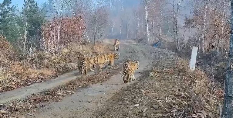 Ничего подобного не видели прежде: амурская тигрица с детенышами удивила ученых (видео)»>