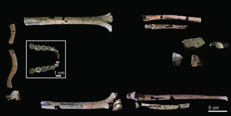 Странные руки: обнаружен самый полный скелет предка человека, жил 2 млн лет назад (фото)»>