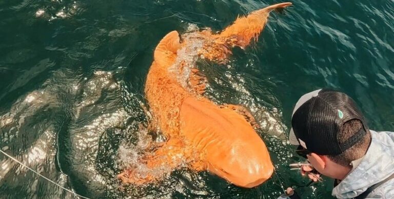Таких не встречали ранее: у берегов Центральной Америки поймана уникальная «золотая» акула (видео)»>