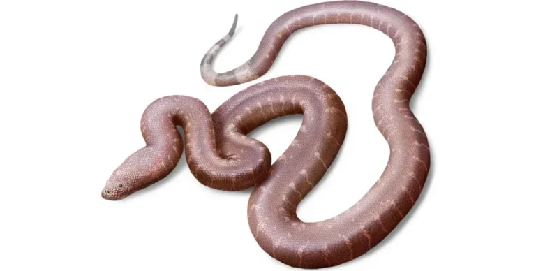 В ящике музея обнаружили новую древнюю змею: ученые говорят, что она «странная»»>