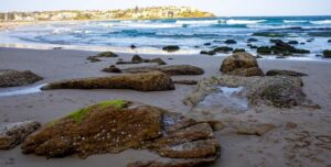 В канализации поселилось «чудище» размером с двух синих китов: выбрасывает на пляж шары из фекалий»>