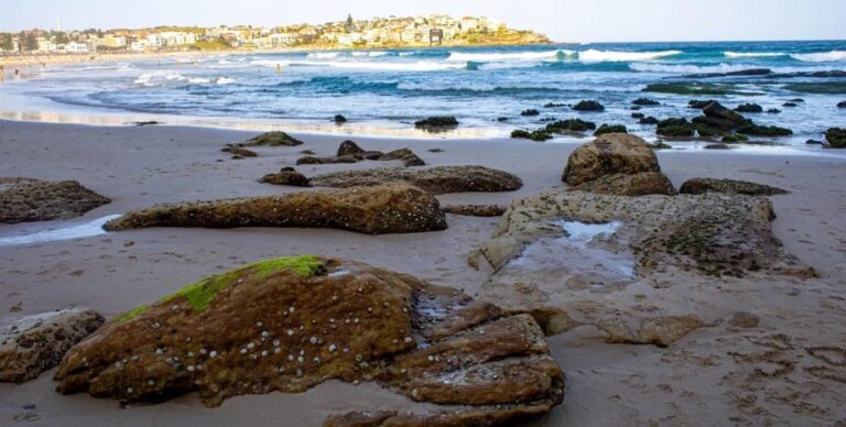 В канализации поселилось «чудище» размером с двух синих китов: выбрасывает на пляж шары из фекалий»>