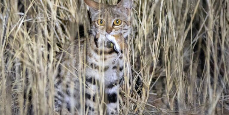 2-килограммовый комок захватывает чужие норы: названа самая смертоносная кошка в мире»>