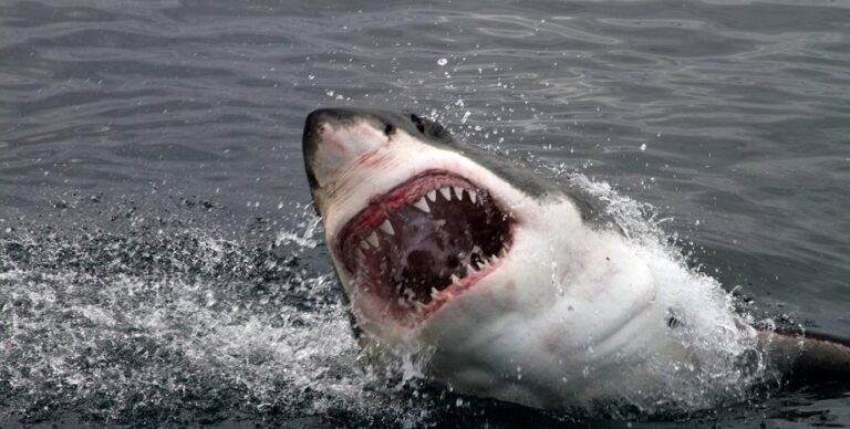 Дожди из мяса, мячей для гольфа и даже акул: 10 самых странных вещей, которые падали с неба»>