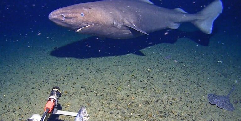 Их никогда не видели здесь прежде: впервые в истории акулу заметили в водах Антарктиды (видео)»>