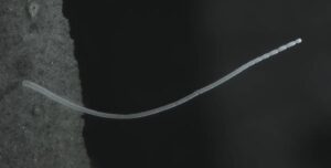 Их рост сравним с Эверестом: в болоте найдены самые большие бактерии в мире (видео)»>