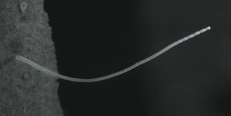 Их рост сравним с Эверестом: в болоте найдены самые большие бактерии в мире (видео)»>