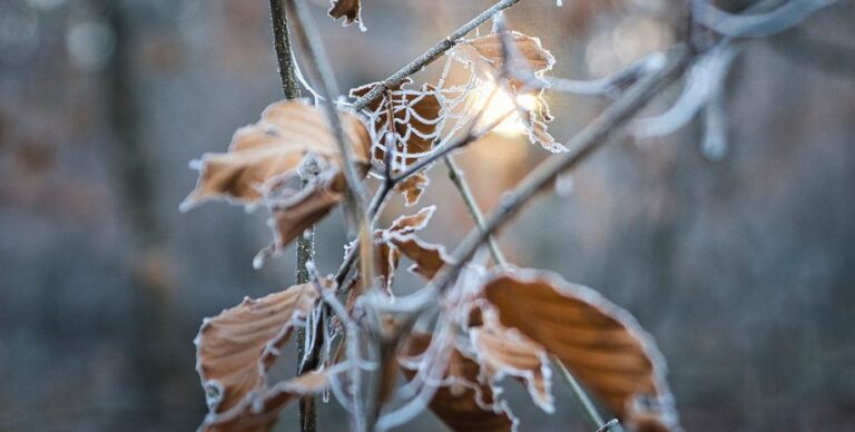 На Европу обрушился самый холодный январь за 16 лет: остальная часть планеты продолжила закипать»>