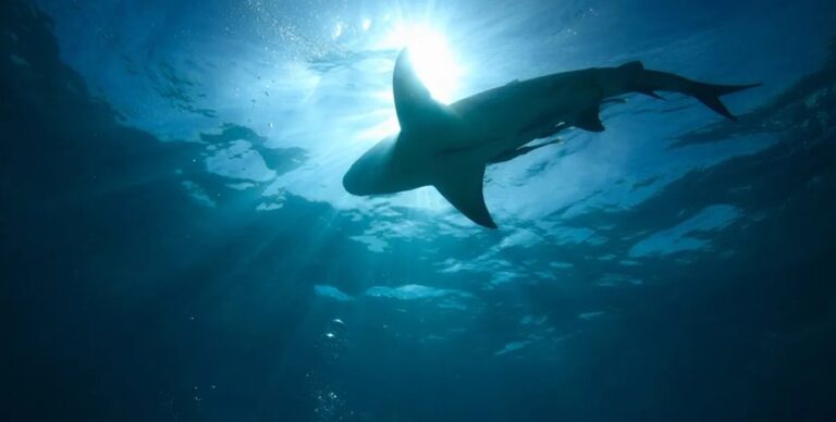 Не имеющий выхода к морю регион буквально кишит акулами: как хищники смогли пробраться сюда (фото)»>