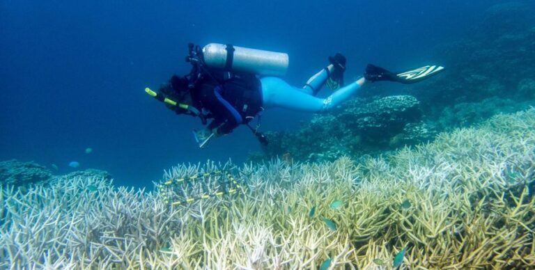 Половина всех коралловых рифов в мире опустошена: нечто уничтожает их последние три года (фото)»>