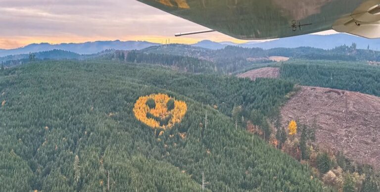 Самый улыбчивый лес на планете: кто разместил на верхушке 90-метровый смайл (видео)»>