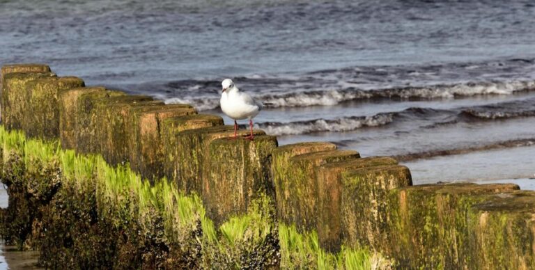 Такого не было более века: в Балтийском море ученые обнаружили рекордную аномалию»>