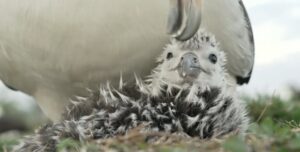 Умилительный момент: ученые показали, как альбатрос чистит птенца гигантским клювом (видео)»>