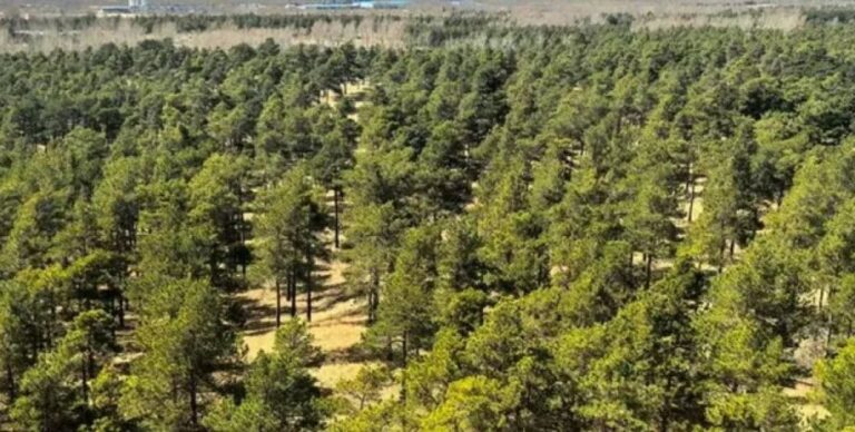 Большая зеленая стена: крупнейшую пустыню Китая превратили в поглотитель углекислого газа (фото)»>