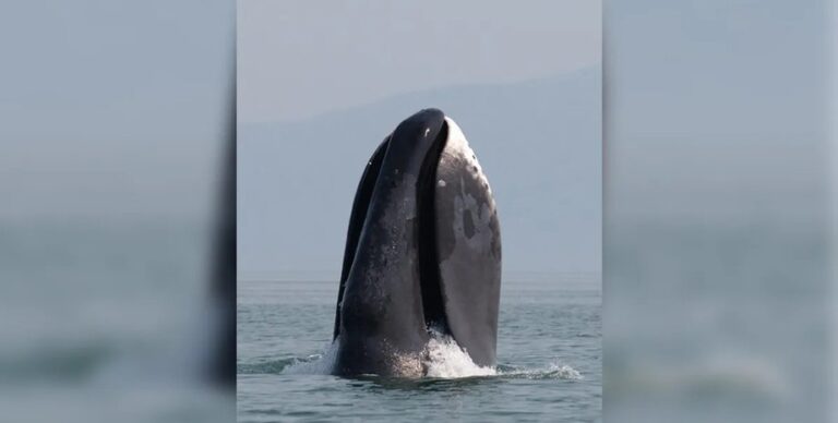 До 5 метров в длину: названо животное с самым огромным ртом на Земле (видео)»>