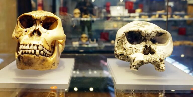 Самый ранний вид человека, возможно, вовсе не человек: что говорят ученые»>