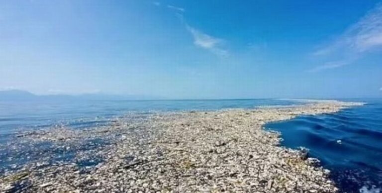Большое тихоокеанское мусорное пятно больше не могут уничтожить: стало домом для десятков видов»>