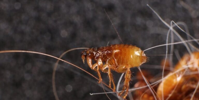 Нашествие блох возродило древний недуг: болезни не менее 500 лет и люди считали, что одолели ее»>