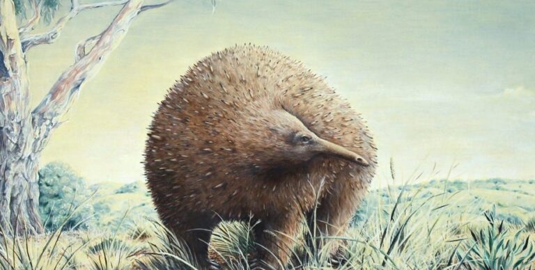 Скрытая пещера в Австралии более 100 лет хранила тайну: когда-то там обитало гигантское животное»>