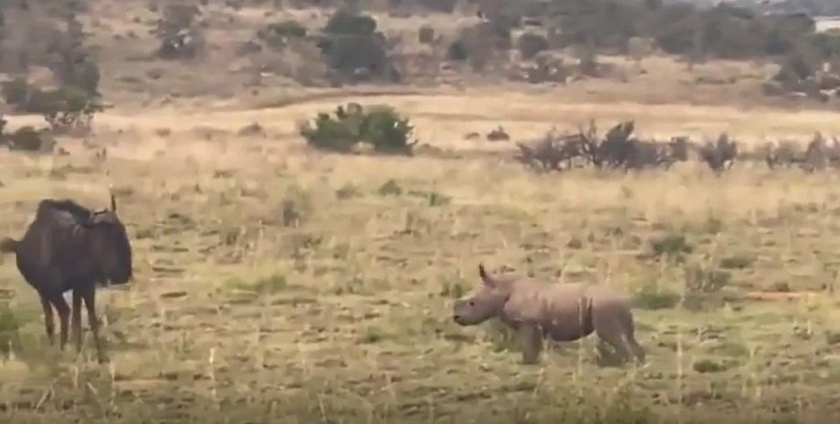 носорог, антилопа гну, детеныш носорога, животные