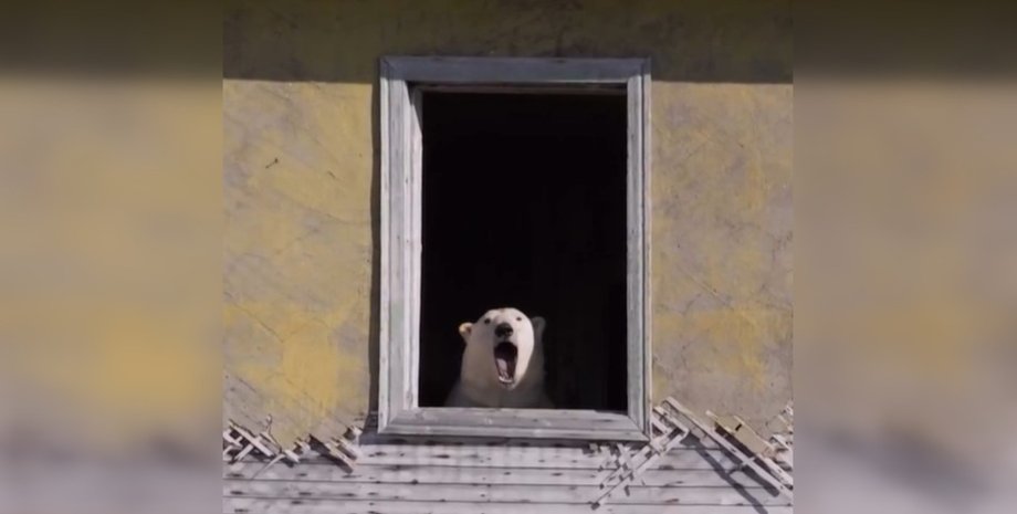 белый медведь, метеостанция, Чукотское море