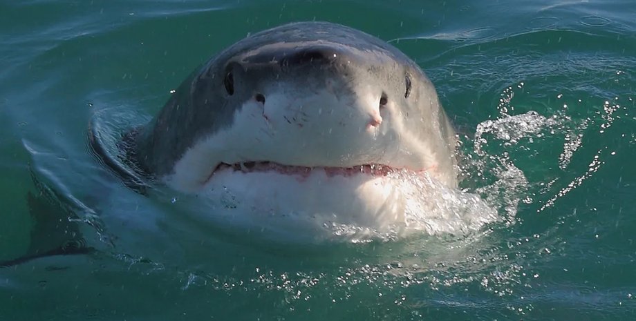 большая белая акула