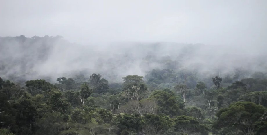 леса амазонии