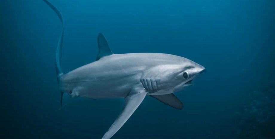 лисья акула в океане