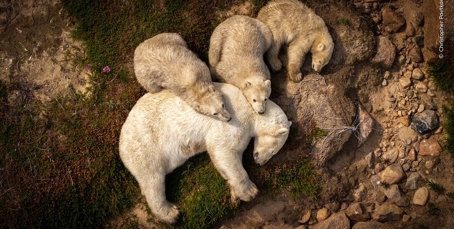 отдых белые медведи