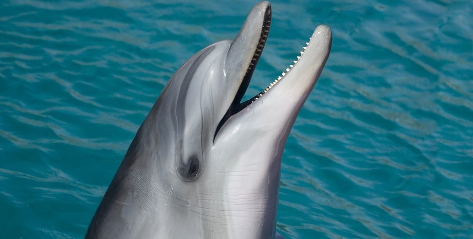 почему нельзя есть мясо дельфинов