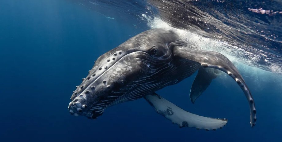 горбатый кит в океане