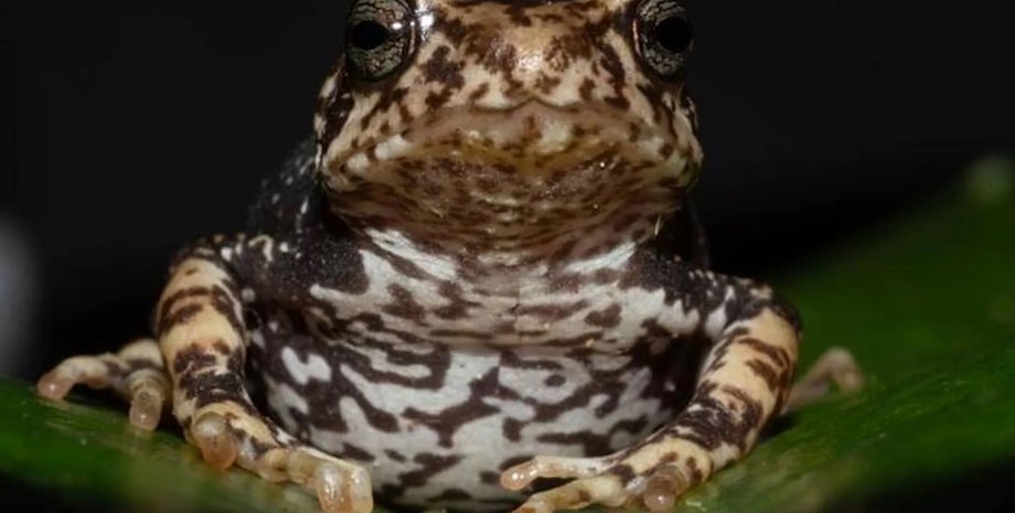 древесная жаба