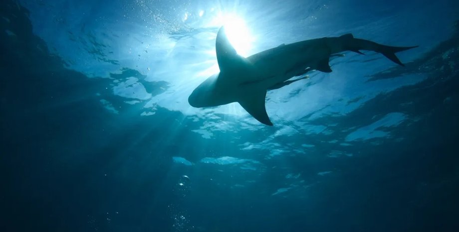 древние акулы