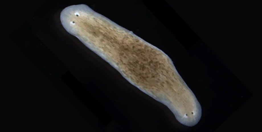 двуголовый плоский червь