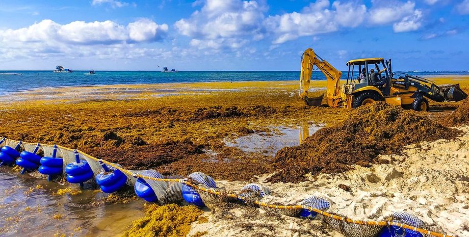 водоросли атлантический океан