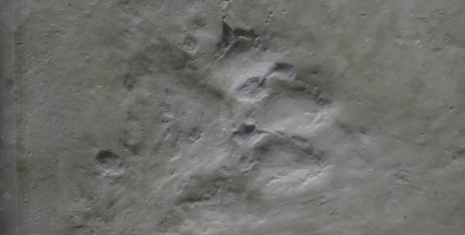 древняя собака, следы, извержение, Йеллоустон