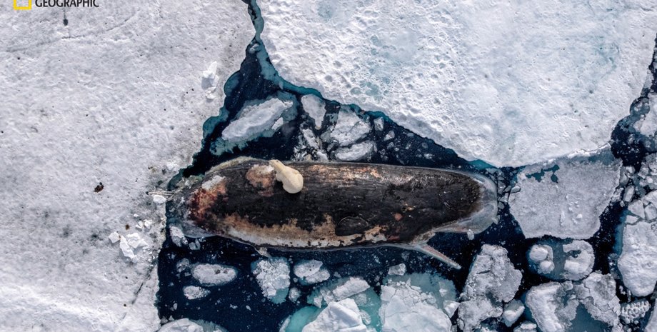 белый медведь кит