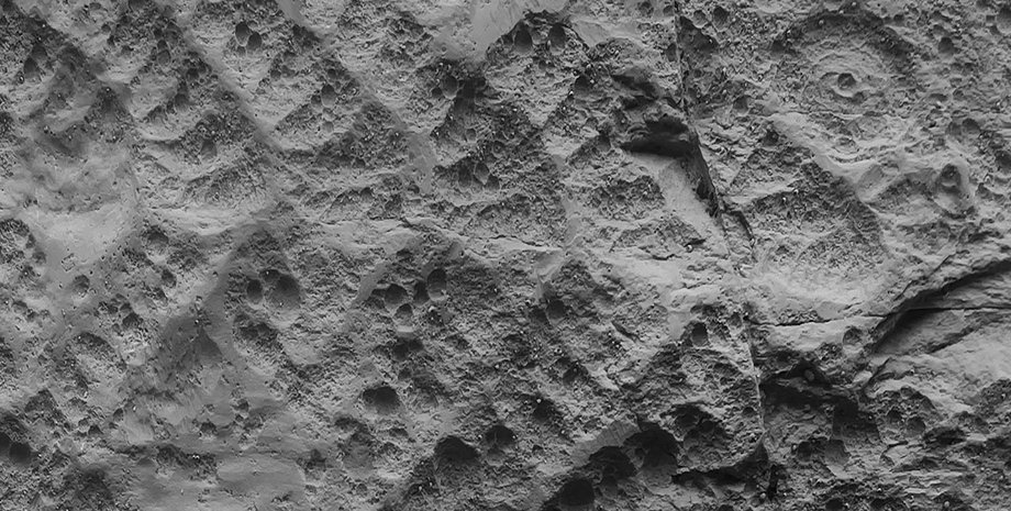 Многие виды вымерли во время Котлинского кризиса