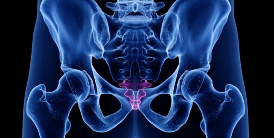 копчик копчик, копчик человека, хвосты у людей, анатомия человека