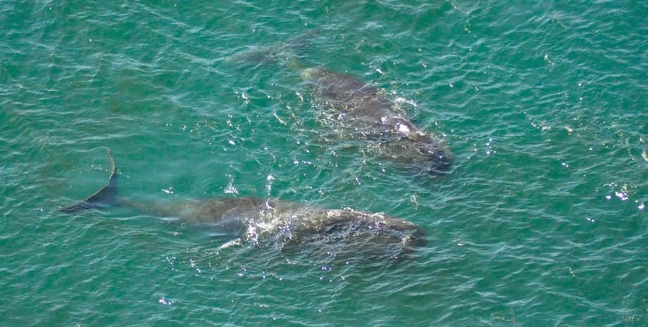 гренландский кит